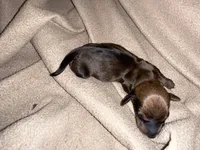 Crown, a male Miniature Dachshund for sale in Belfair, WA – Photo 5 of 6