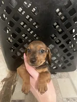 Crown, a male Miniature Dachshund for sale in Belfair, WA – Photo 2 of 6