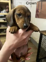 Crown, a male Miniature Dachshund for sale in Belfair, WA – Photo 1 of 6