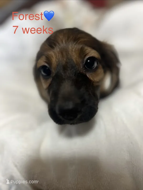 Forest  – Miniature Dachshund puppy for sale in Belfair, WA