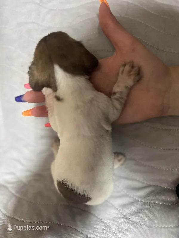 Warrior – Miniature Dachshund puppy for sale in Belfair, WA