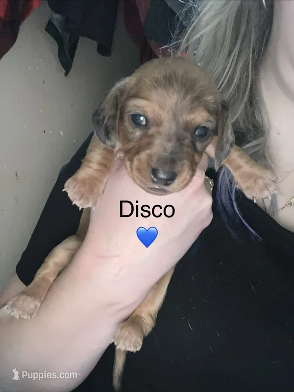 Disco – Miniature Dachshund puppy for sale in Belfair, WA