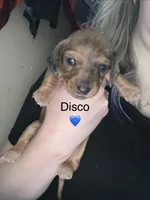 Disco, a male Miniature Dachshund for sale in Belfair, WA – 1 of 2