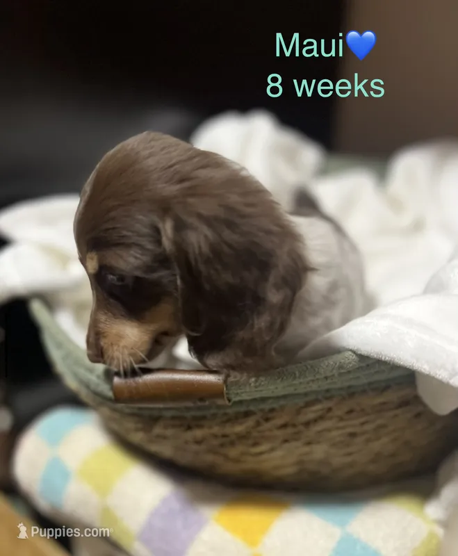 Maui – Miniature Dachshund puppy for sale in Belfair, WA