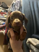 Lantern, a male Miniature Dachshund for sale in Belfair, WA – Photo 1 of 5
