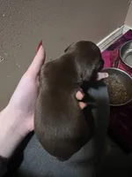 Lantern, a male Miniature Dachshund for sale in Belfair, WA – Photo 4 of 5