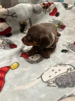 Lantern, a male Miniature Dachshund for sale in Belfair, WA – Photo 5 of 5