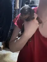 Lantern, a male Miniature Dachshund for sale in Belfair, WA – Photo 2 of 5