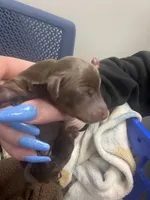 Lantern, a male Miniature Dachshund for sale in Belfair, WA – Photo 3 of 5