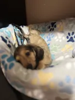 S’mores, a male Miniature Dachshund for sale in Belfair, WA – 10 of 10