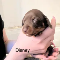 Disney, a male Miniature Dachshund for sale in Belfair, WA – Photo 3 of 8