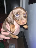 Disney, a male Miniature Dachshund for sale in Belfair, WA – Photo 2 of 8