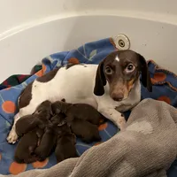 Disney, a male Miniature Dachshund for sale in Belfair, WA – Photo 7 of 8