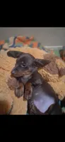 Disney, a male Miniature Dachshund for sale in Belfair, WA – Photo 8 of 8