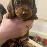 Disney, a male Miniature Dachshund for sale in Belfair, WA – Photo 4 of 8