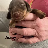 Disney, a male Miniature Dachshund for sale in Belfair, WA – Photo 6 of 8