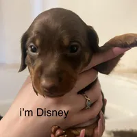 Disney, a male Miniature Dachshund for sale in Belfair, WA – Photo 5 of 8