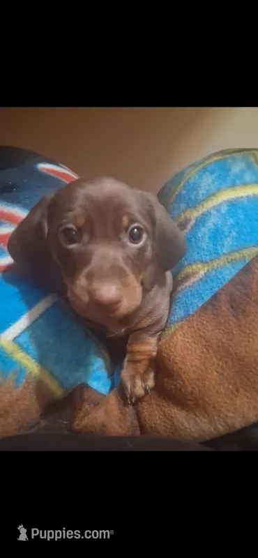 Disney – Miniature Dachshund puppy for sale in Belfair, WA