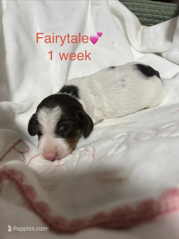 Fairytale  – Miniature Dachshund puppy for sale in Belfair, WA