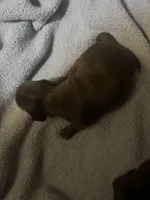 Acorn, a male Miniature Dachshund for sale in Belfair, WA – Photo 4 of 4