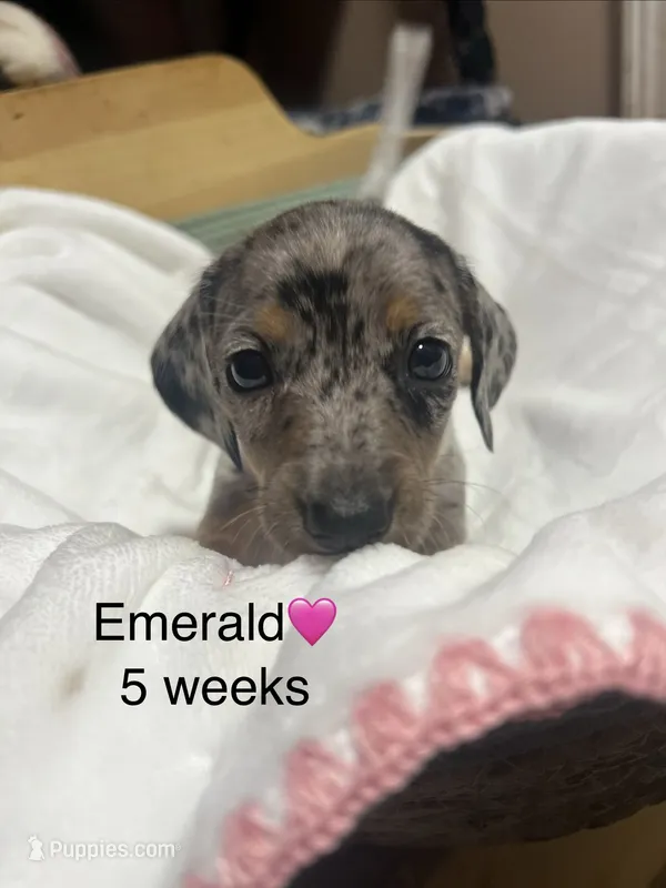 Emerald  – Miniature Dachshund puppy for sale in Belfair, WA