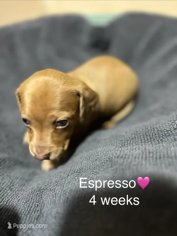 Espresso  – Miniature Dachshund puppy for sale in Belfair, WA