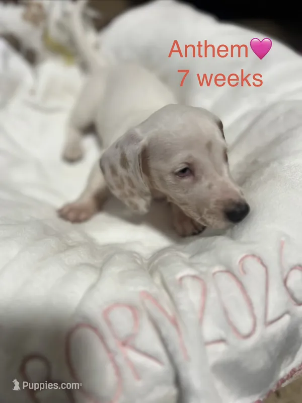 Anthem – Miniature Dachshund puppy for sale in Belfair, WA