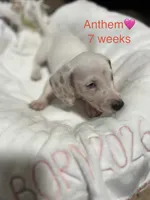 Anthem, a female Miniature Dachshund for sale in Belfair, WA – 6 of 10