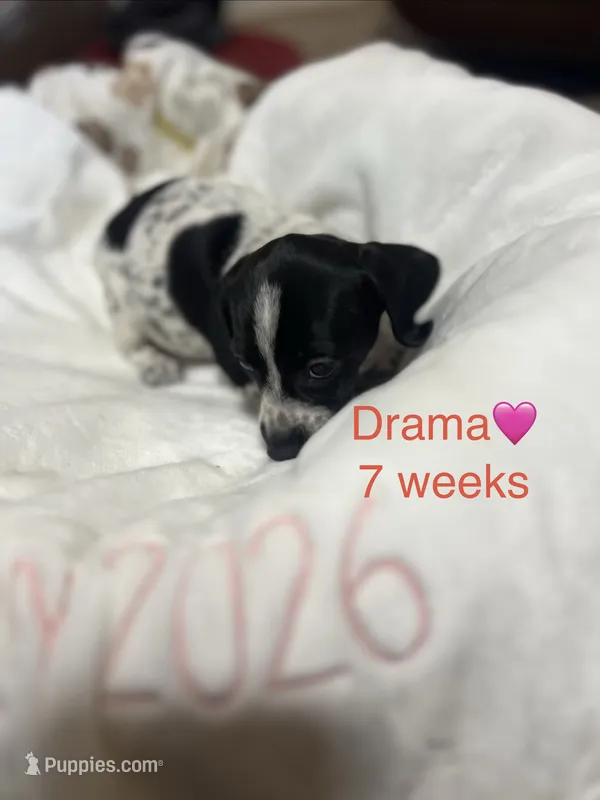 Drama – Miniature Dachshund puppy for sale in Belfair, WA
