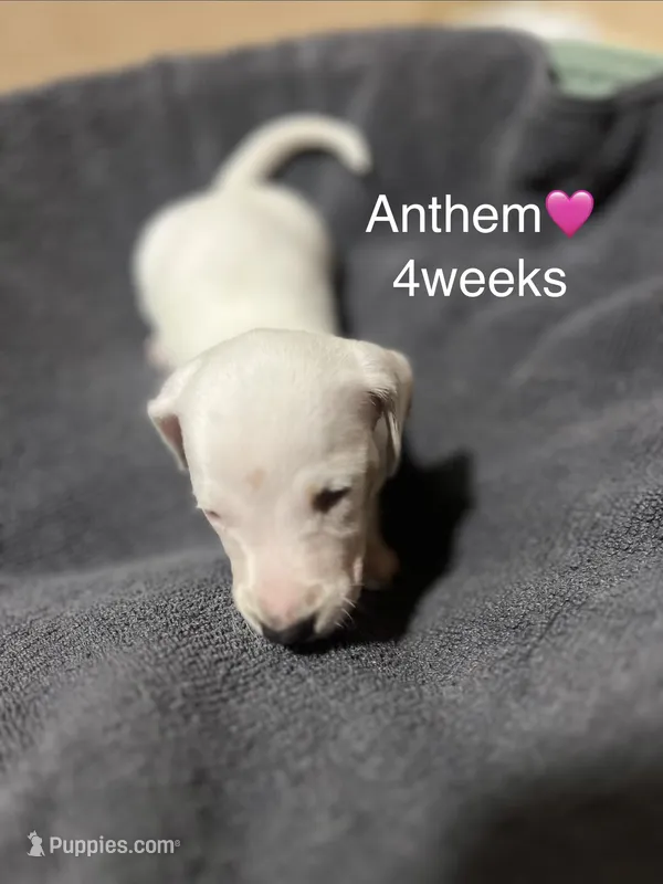 Anthem – Miniature Dachshund puppy for sale in Belfair, WA