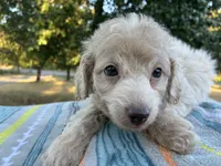 Wayne, a male Poodle - Miniature  and Miniature Aussiedoodle for sale in Oklahoma City, OK – 3 of 10