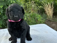 Valentina, a female Goldendoodle for sale in Oklahoma City, OK – 6 of 8