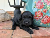 Zeva, a male Aussiedoodle and Poodle - Miniature  for sale in Oklahoma City, OK – 3 of 6