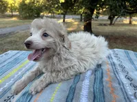 Wayne, a male Poodle - Miniature  and Miniature Aussiedoodle for sale in Oklahoma City, OK – 2 of 10