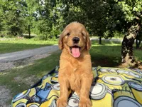Vincenzo, a male Goldendoodle for sale in Oklahoma City, OK – 8 of 10