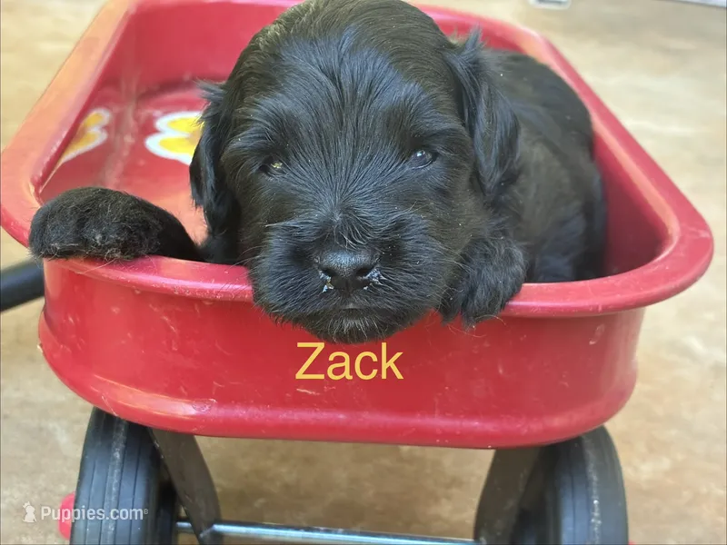 Zack – Aussiedoodle, Poodle - Miniature  puppy for sale in Oklahoma City, OK
