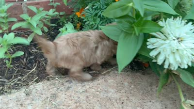 Wendy, a female Poodle - Miniature  and Miniature Aussiedoodle for sale in Oklahoma City, OK – 6 of 6