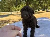 Wren , a female Poodle - Miniature  and Miniature Aussiedoodle for sale in Oklahoma City, OK – 7 of 9