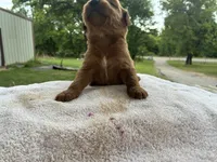Vixene, a male Goldendoodle for sale in Oklahoma City, OK – 8 of 9