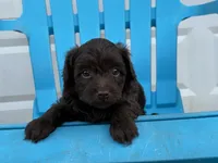 Ulysses, a male Aussiedoodle and Poodle - Miniature  for sale in Oklahoma City, OK – 5 of 8