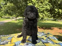 Valentina, a female Goldendoodle for sale in Oklahoma City, OK – 5 of 9