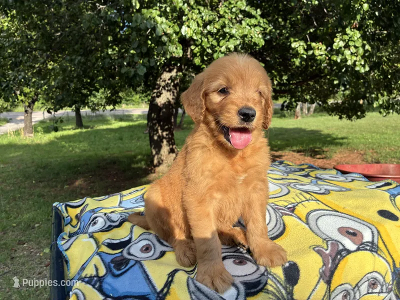 Vincenzo – Goldendoodle puppy for sale in Oklahoma City, OK