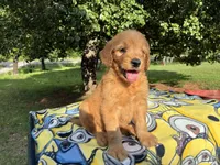 Vincenzo, a male Goldendoodle for sale in Oklahoma City, OK – 1 of 10