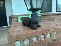 Wren , a female Poodle - Miniature  and Miniature Aussiedoodle for sale in Oklahoma City, OK – 9 of 10