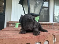 Winter , a female Poodle - Miniature  and Miniature Aussiedoodle for sale in Oklahoma City, OK – 4 of 6