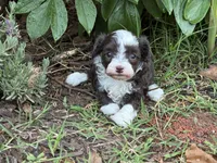 Ursula, a female Poodle - Miniature  and Miniature Aussiedoodle for sale in Oklahoma City, OK – 8 of 10