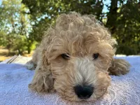 Walker F1B , a male Aussiedoodle and Poodle - Miniature  for sale in Oklahoma City, OK – 7 of 10