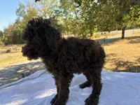 Willa F1b, a female Poodle - Miniature  and Miniature Aussiedoodle for sale in Oklahoma City, OK – 10 of 10