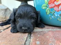 Zeva, a male Aussiedoodle and Poodle - Miniature  for sale in Oklahoma City, OK – 5 of 6