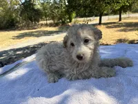 Wayne, a male Poodle - Miniature  and Miniature Aussiedoodle for sale in Oklahoma City, OK – 7 of 10